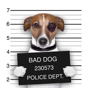 Mug shot (bad dog) - Labor &amp; Employment - Media Gallery ...